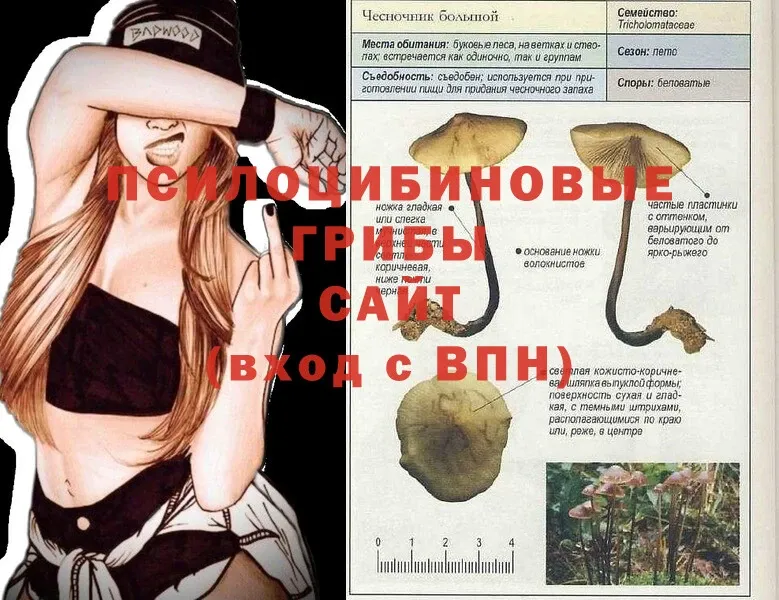 Галлюциногенные грибы Cubensis Бавлы